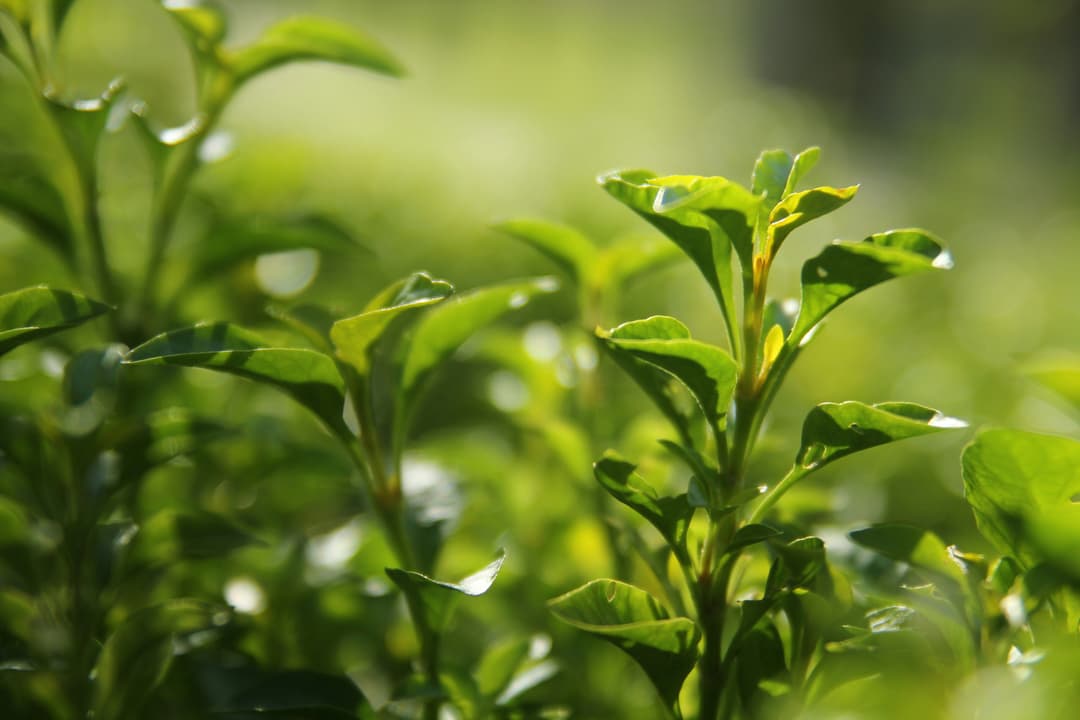 Tea Garden Accounting